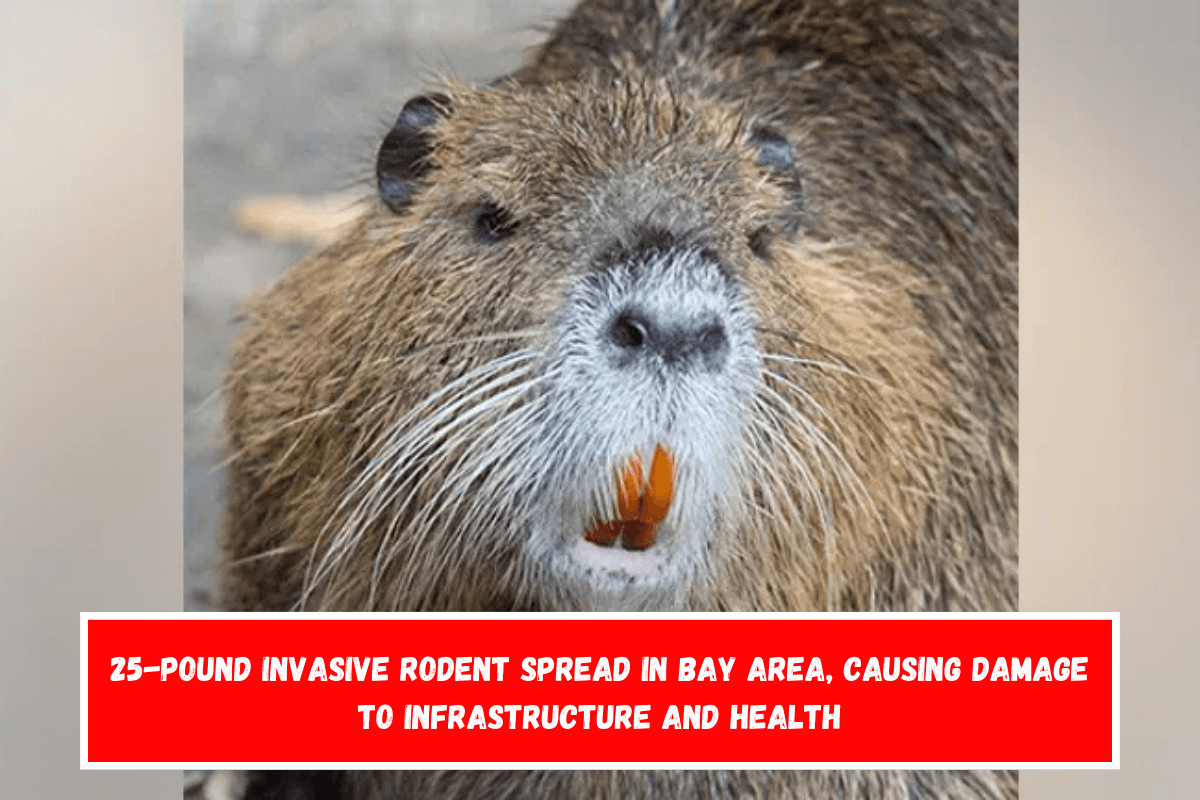 25-pound invasive rodent spread in Bay Area, Causing damage to infrastructure and health