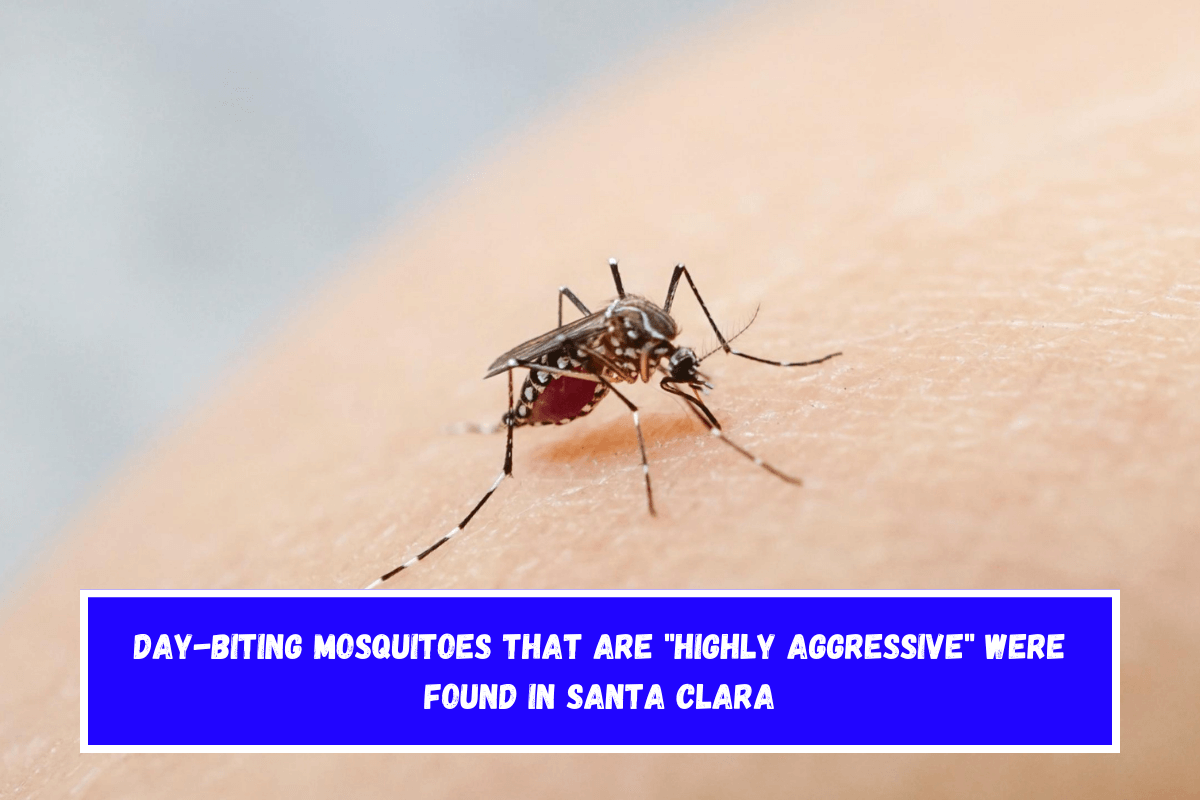 Day-biting mosquitoes that are highly aggressive were found in Santa Clara