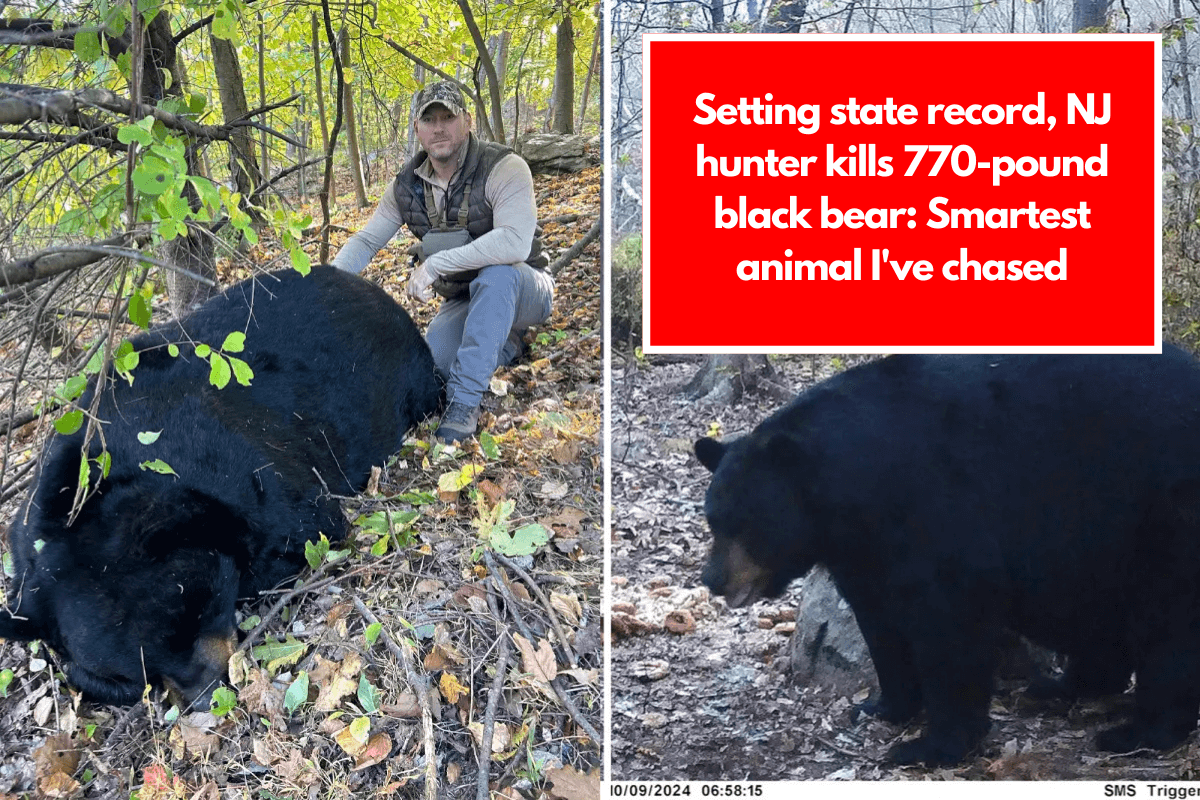 Setting state record, NJ hunter kills 770-pound black bear: Smartest animal I've chased