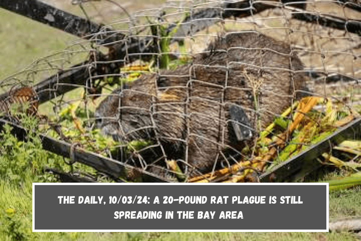 The Daily, 100324 A 20-pound rat plague is still spreading in the Bay Area