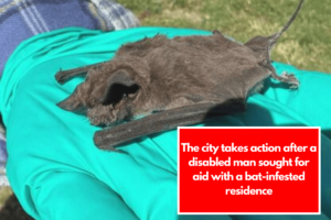 The city takes action after a disabled man sought for aid with a bat-infested residence