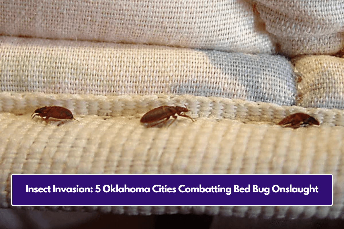 Insect Invasion: 5 Oklahoma Cities Combatting Bed Bug Onslaught