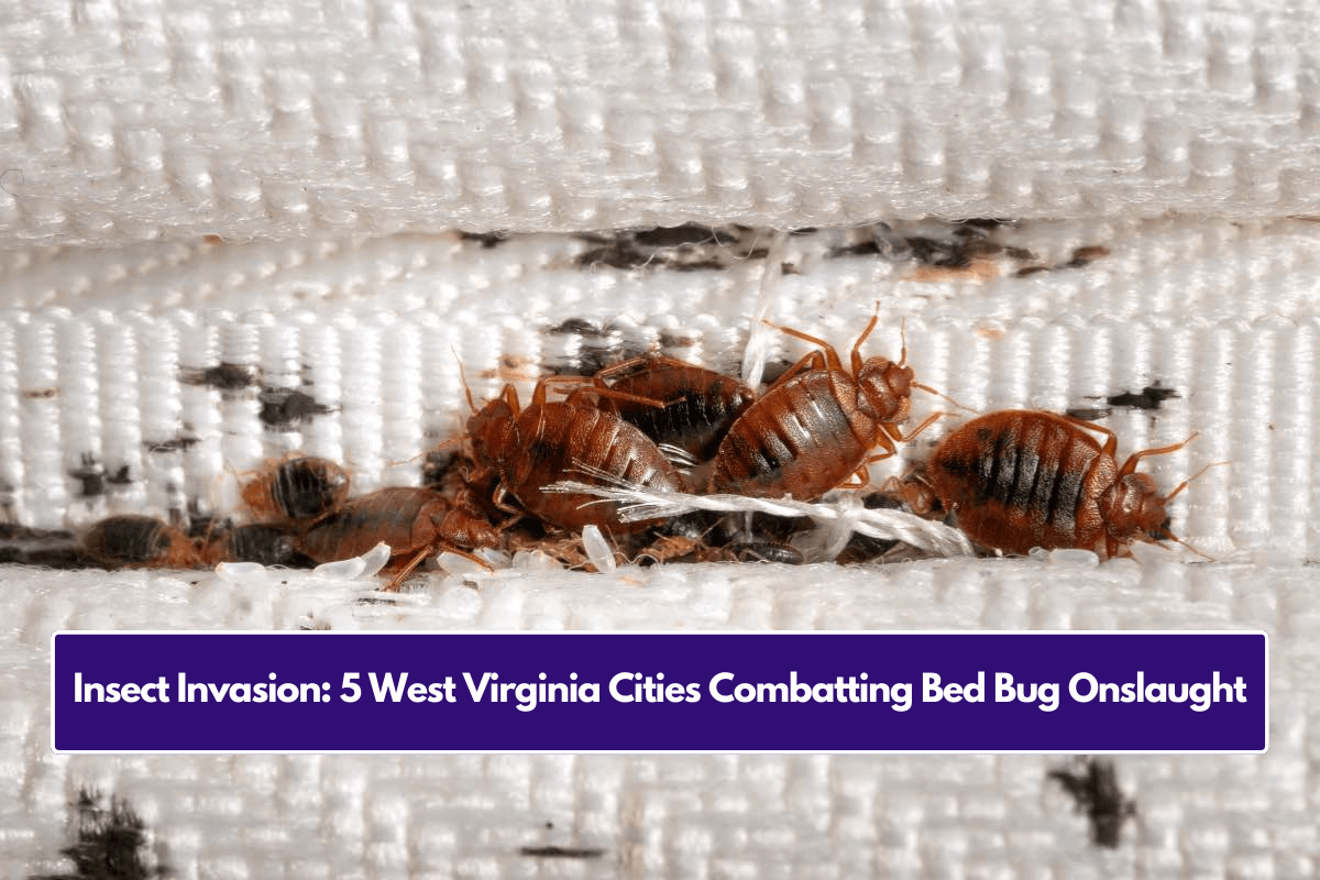 Insect Invasion: 5 West Virginia Cities Combatting Bed Bug Onslaught