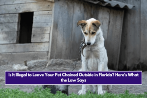 Is It Illegal to Leave Your Pet Chained Outside in Florida? Here's What the Law Says