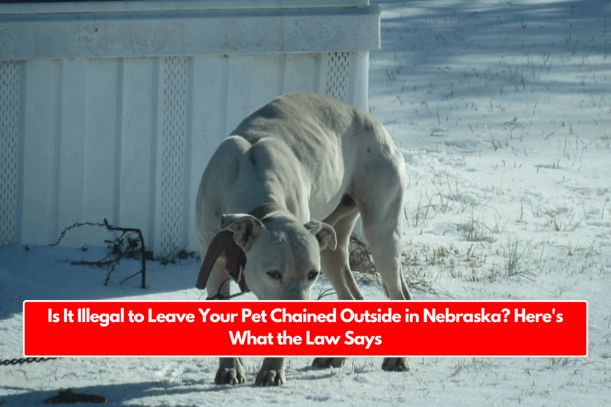 Is It Illegal to Leave Your Pet Chained Outside in Nebraska? Here's What the Law Says