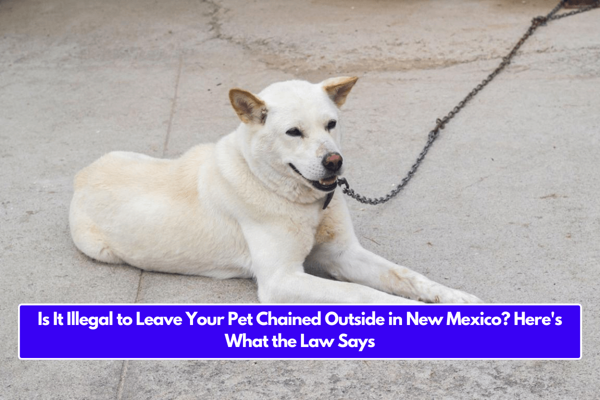 Is It Illegal to Leave Your Pet Chained Outside in New Mexico? Here's What the Law Says