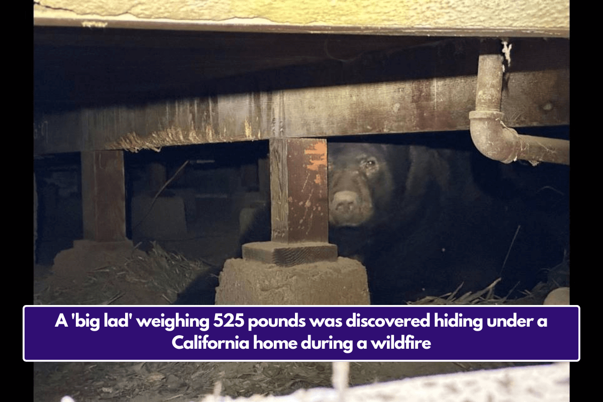 A 'big lad' weighing 525 pounds was discovered hiding under a California home during a wildfire