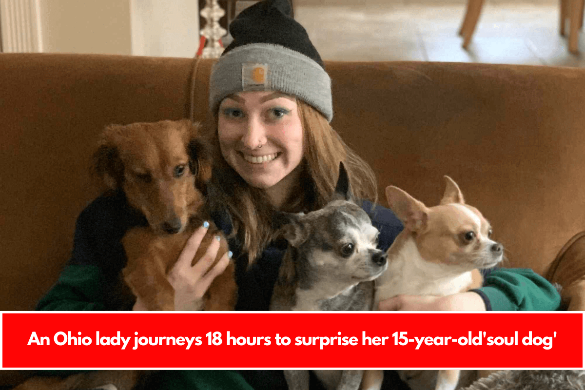 An Ohio lady journeys 18 hours to surprise her 15-year-old'soul dog'