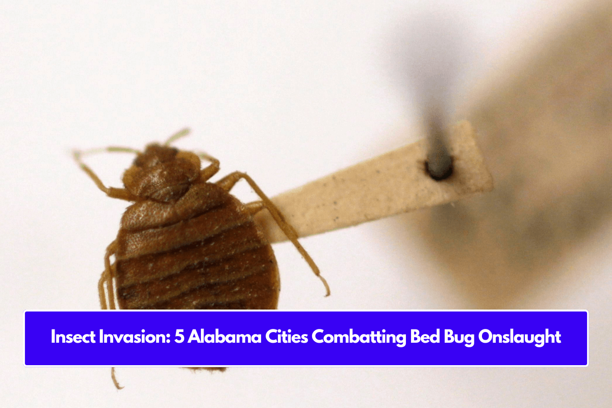 Insect Invasion: 5 Alabama Cities Combatting Bed Bug Onslaught