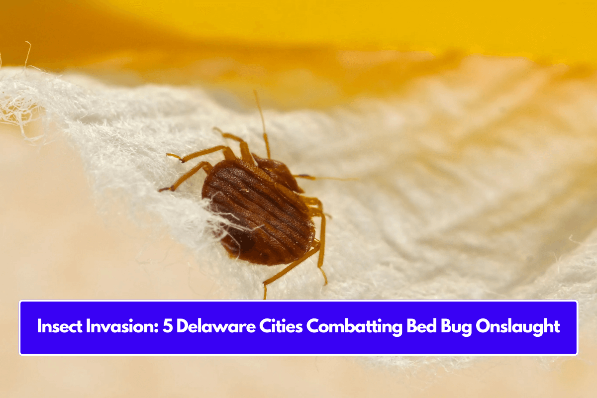 Insect Invasion: 5 Delaware Cities Combatting Bed Bug Onslaught