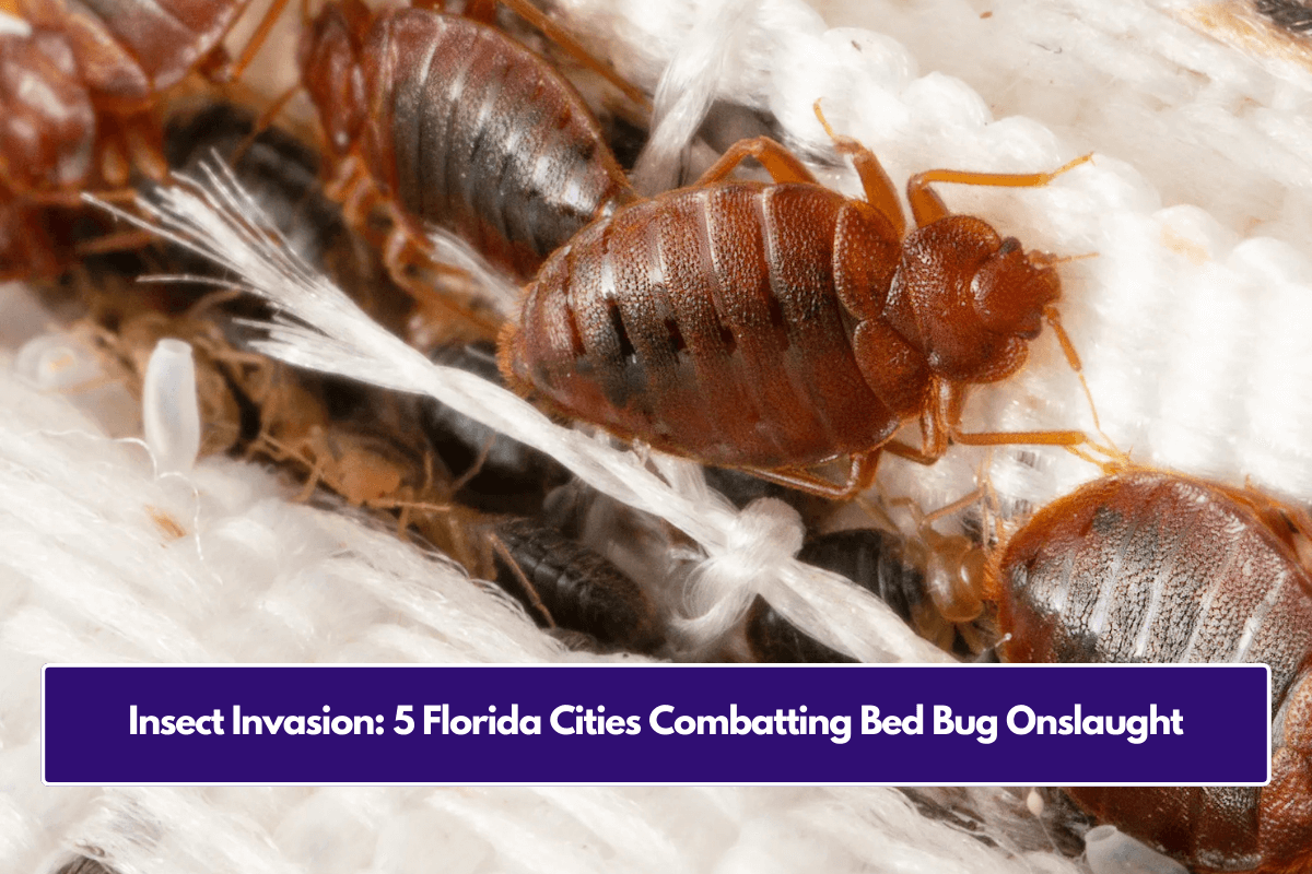 Insect Invasion: 5 Florida Cities Combatting Bed Bug Onslaught