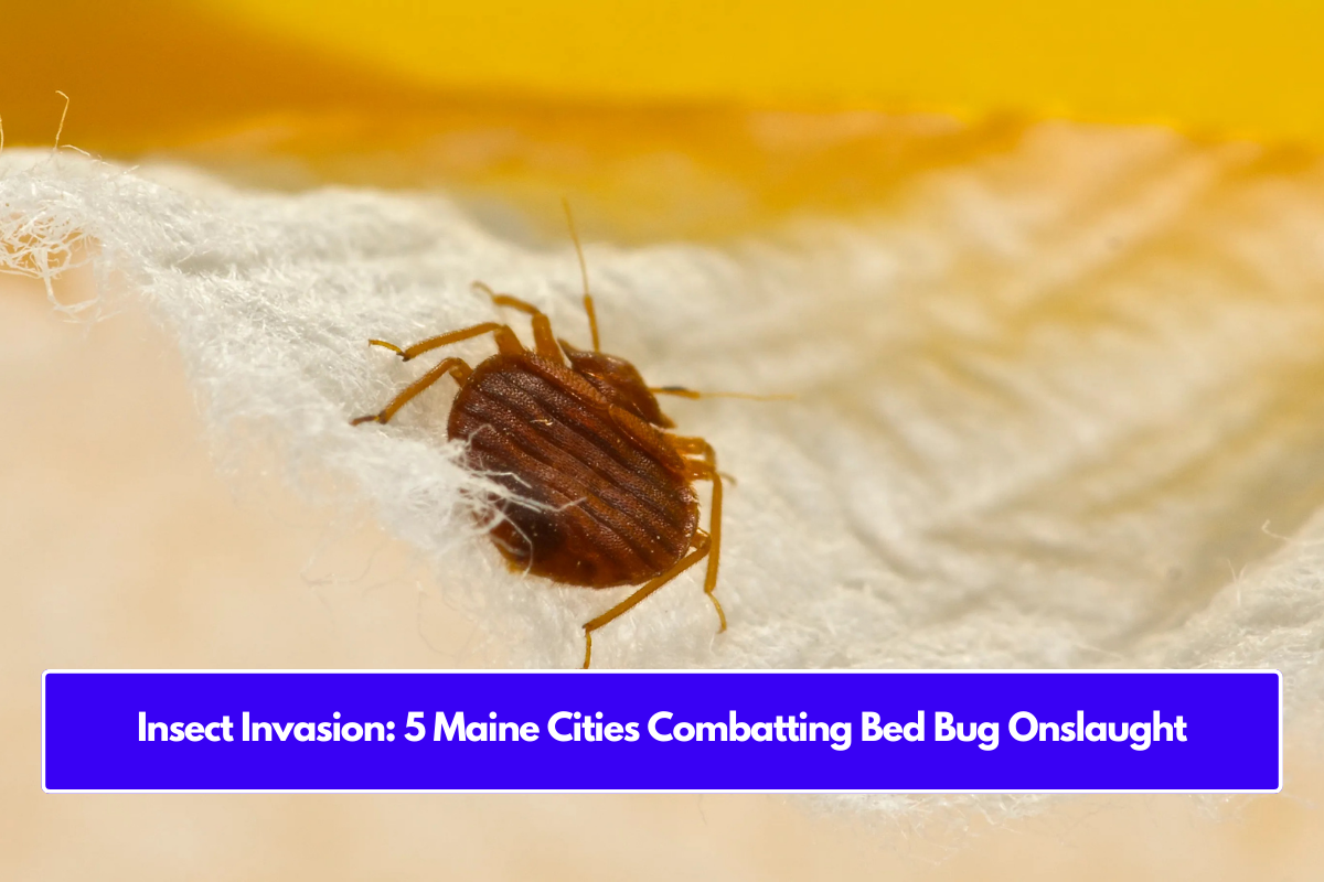 Insect Invasion: 5 Maine Cities Combatting Bed Bug Onslaught