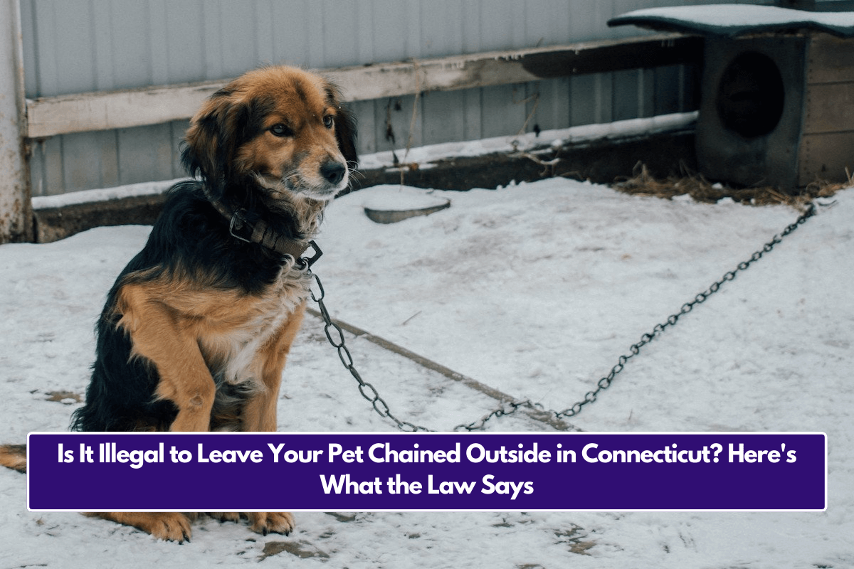 Is It Illegal to Leave Your Pet Chained Outside in Connecticut? Here's What the Law Says