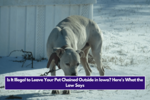 Is It Illegal to Leave Your Pet Chained Outside in Iowa? Here's What the Law Says