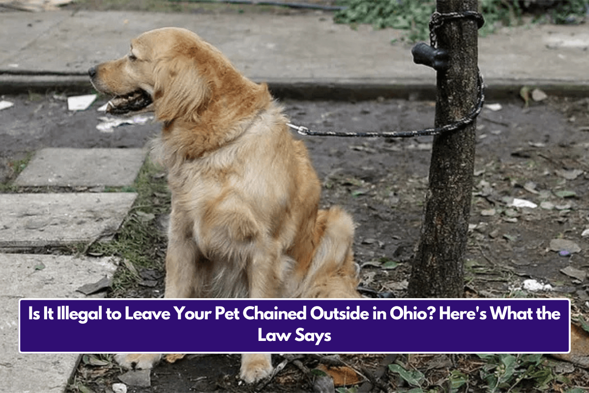 Is It Illegal to Leave Your Pet Chained Outside in Ohio Here's What the Law Says