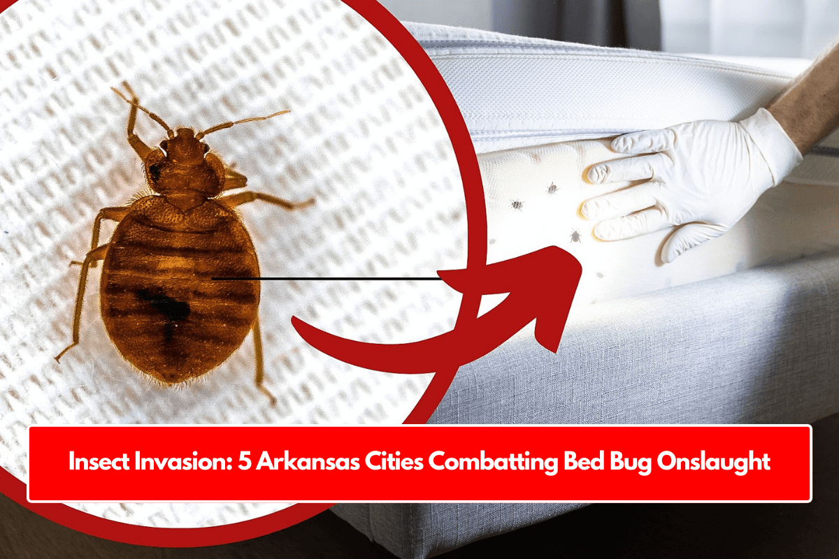 Insect Invasion: 5 Arkansas Cities Combatting Bed Bug Onslaught