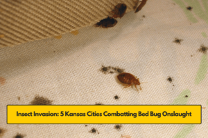 Insect Invasion: 5 Kansas Cities Combatting Bed Bug Onslaught