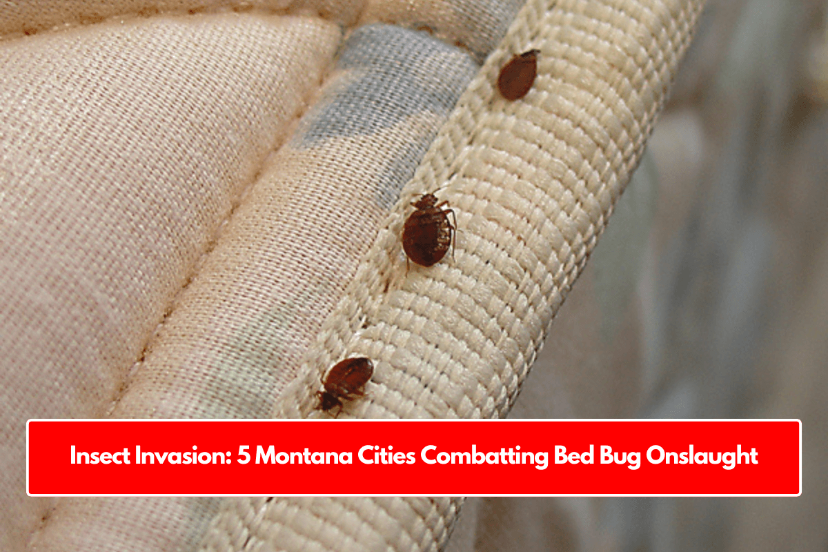 Insect Invasion: 5 Montana Cities Combatting Bed Bug Onslaught