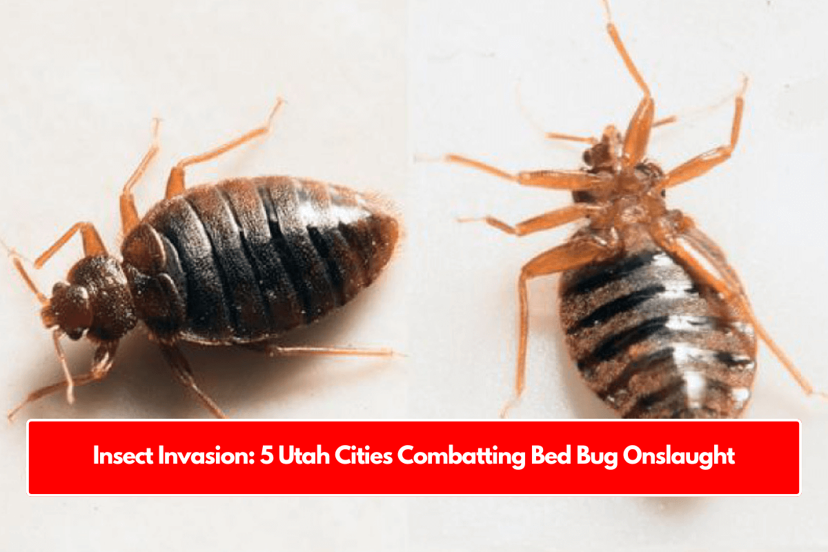 Insect Invasion: 5 Utah Cities Combatting Bed Bug Onslaught