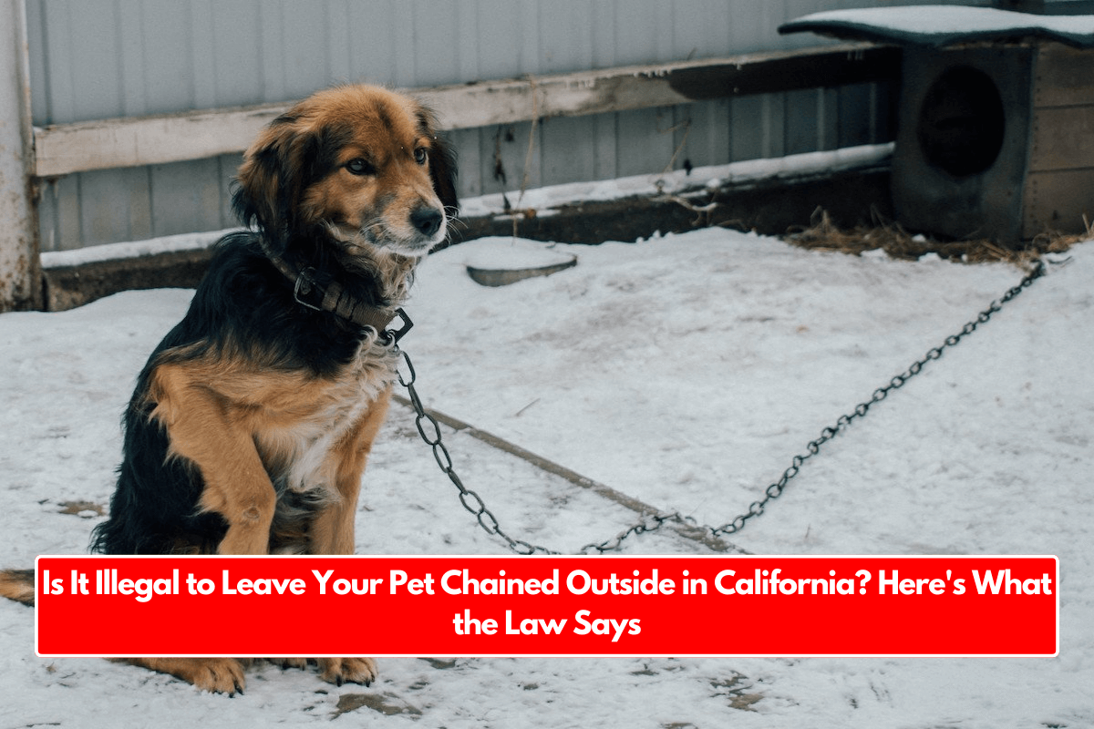 Is It Illegal to Leave Your Pet Chained Outside in California? Here's What the Law Says