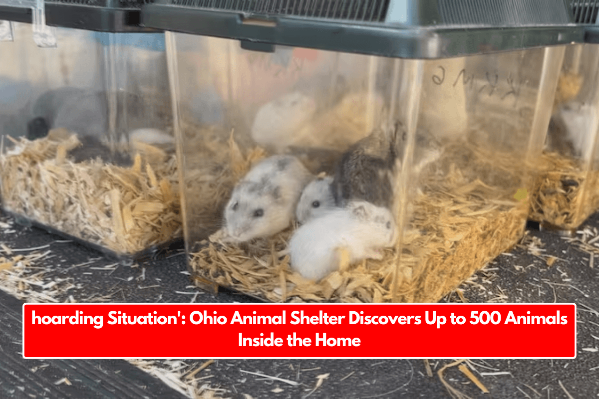 hoarding Situation': Ohio Animal Shelter Discovers Up to 500 Animals Inside the Home