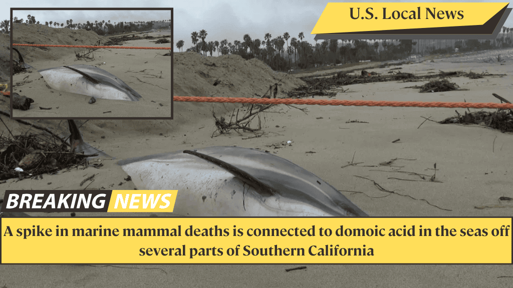 A spike in marine mammal deaths is connected to domoic acid in the seas off several parts of Southern California