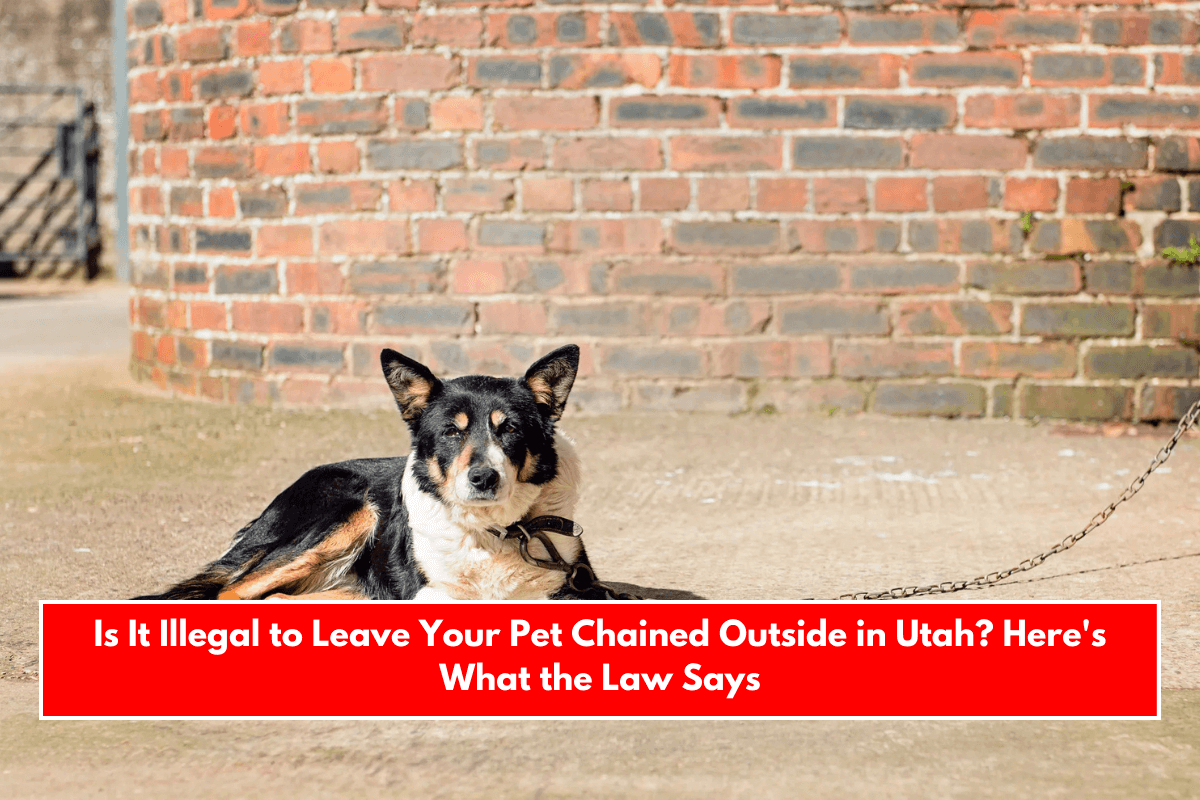 Is It Illegal to Leave Your Pet Chained Outside in Utah? Here's What the Law Says