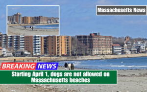 Starting April 1, dogs are not allowed on Massachusetts beaches