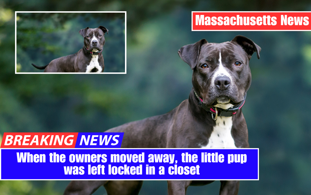 When the owners moved away, the little pup was left locked in a closet